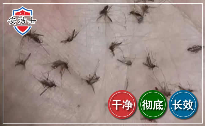 磐安蚊子防治-灭蚊