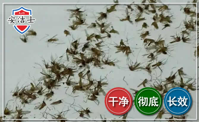 磐安苍蝇防治-灭蝇