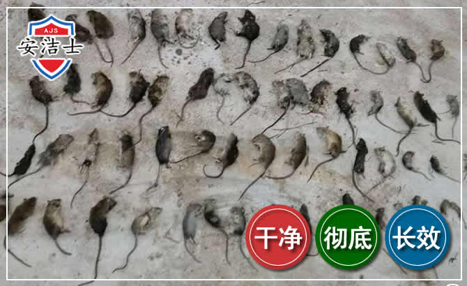 磐安鼠害防治-灭鼠