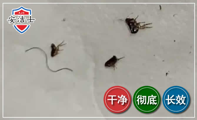 磐安跳蚤防治-灭跳蚤