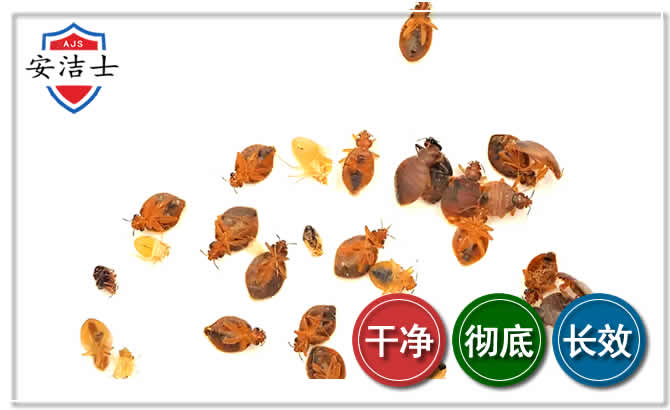 磐安臭虫防治-消灭臭虫